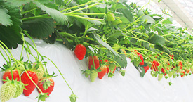 長瀞福島農園について