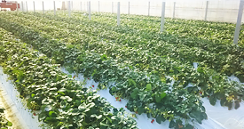 長瀞福島農園のいちご狩りについて