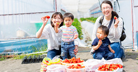 長瀞福島農園のいちご狩り予約について