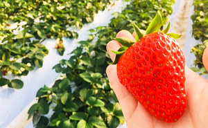 長瀞のいちご狩りなら長瀞福島農園