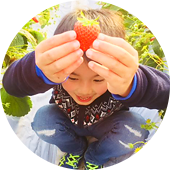 いちご狩りについて