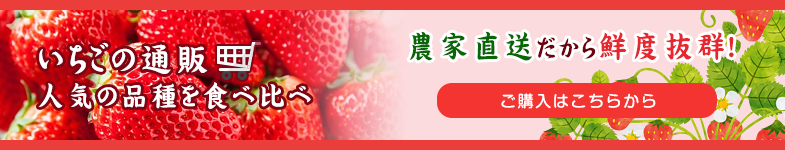 いちごの通販 人気の品種を食べ比べ