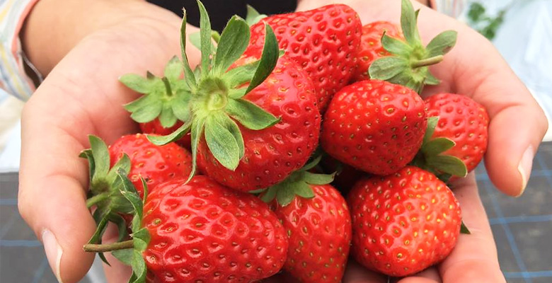 ⻑瀞福島農園のいちごについて