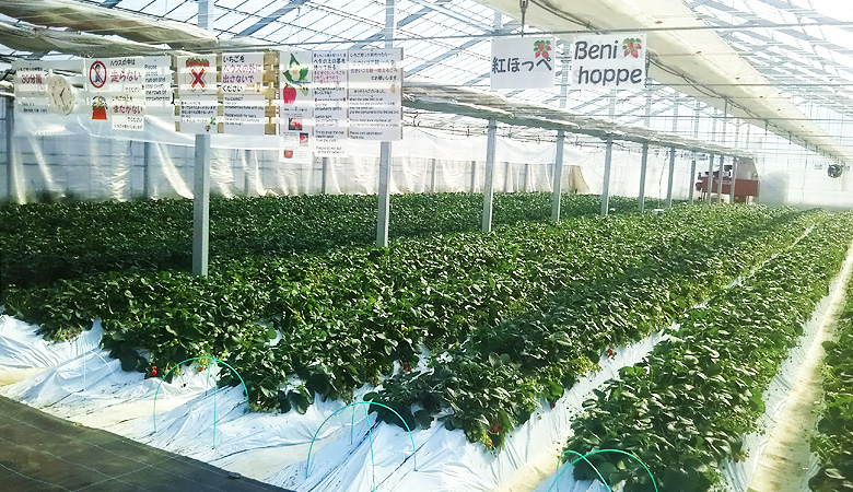 ハウス紹介-⻑瀞福島農園