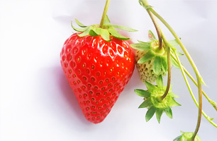 紅ほっぺ-いちご狩り品種紹介