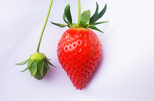 やよいひめ-いちご狩り品種紹介