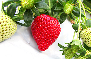 あまりん-いちご狩り品種紹介