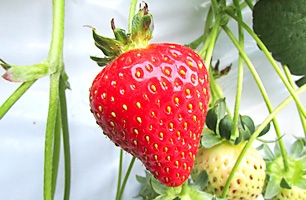 かおりん-いちご狩り品種紹介