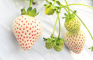 天使のいちご-いちご狩り品種紹介