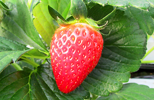 よつぼし-いちご狩り品種紹介