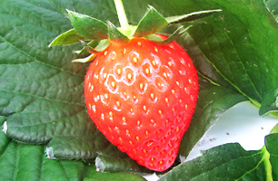 かおり野-いちご狩り品種紹介