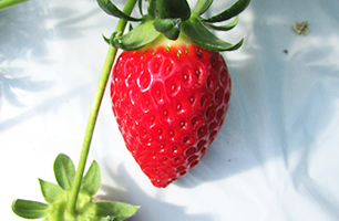 べにたま-いちご狩り品種紹介